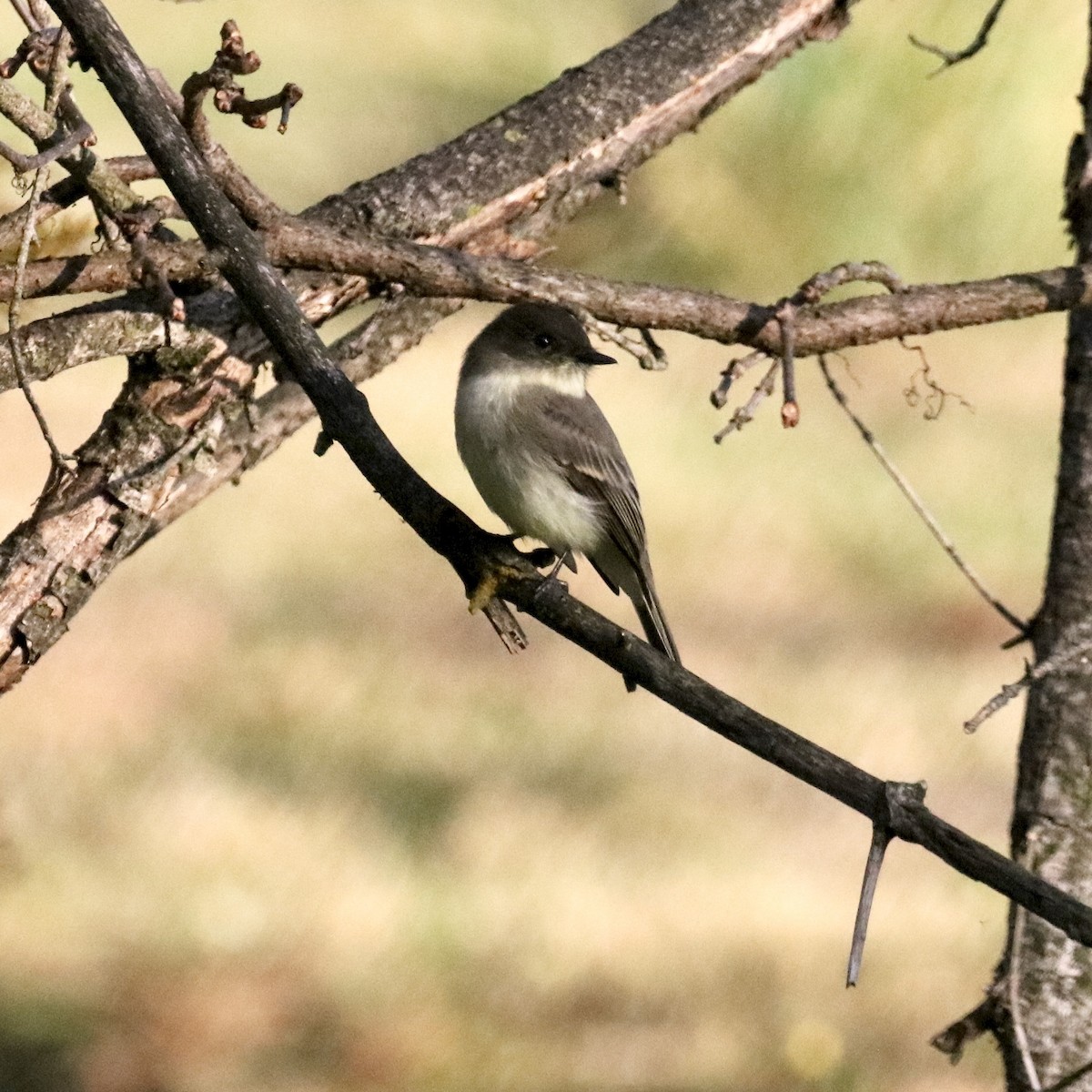 Eastern Phoebe - ML644479231