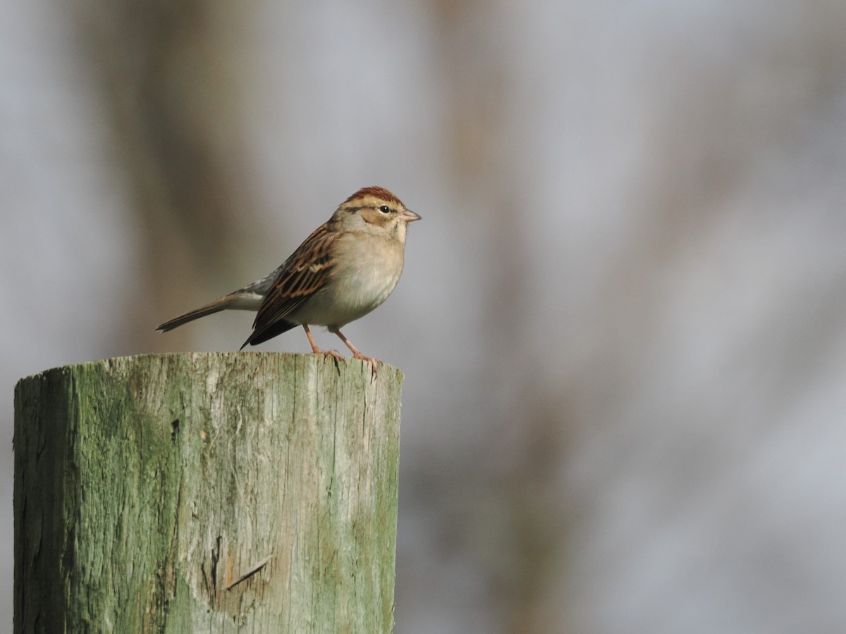 Chipping Sparrow - ML644479232
