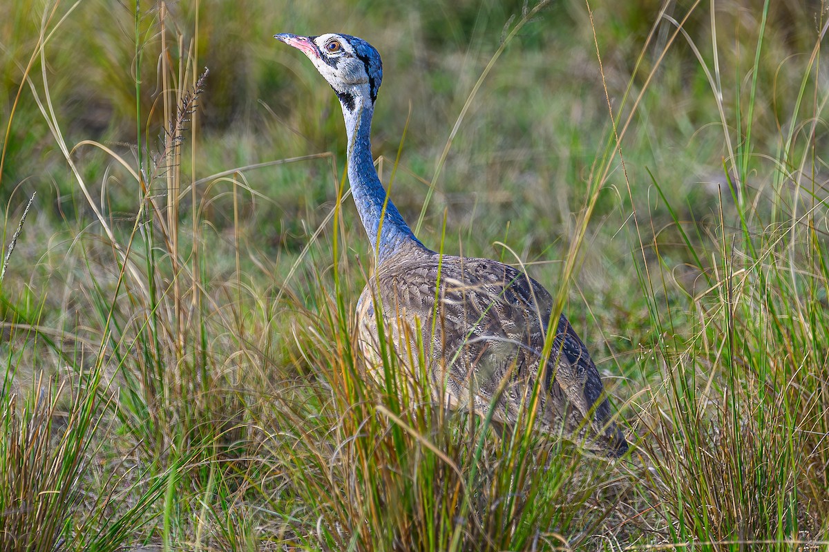 White-bellied Bustard - ML644479233