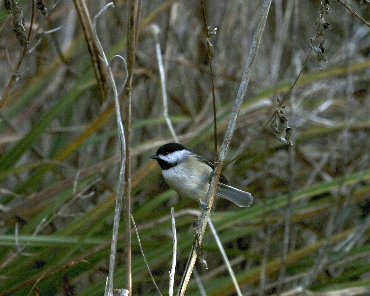 Carolina Chickadee - ML644479235