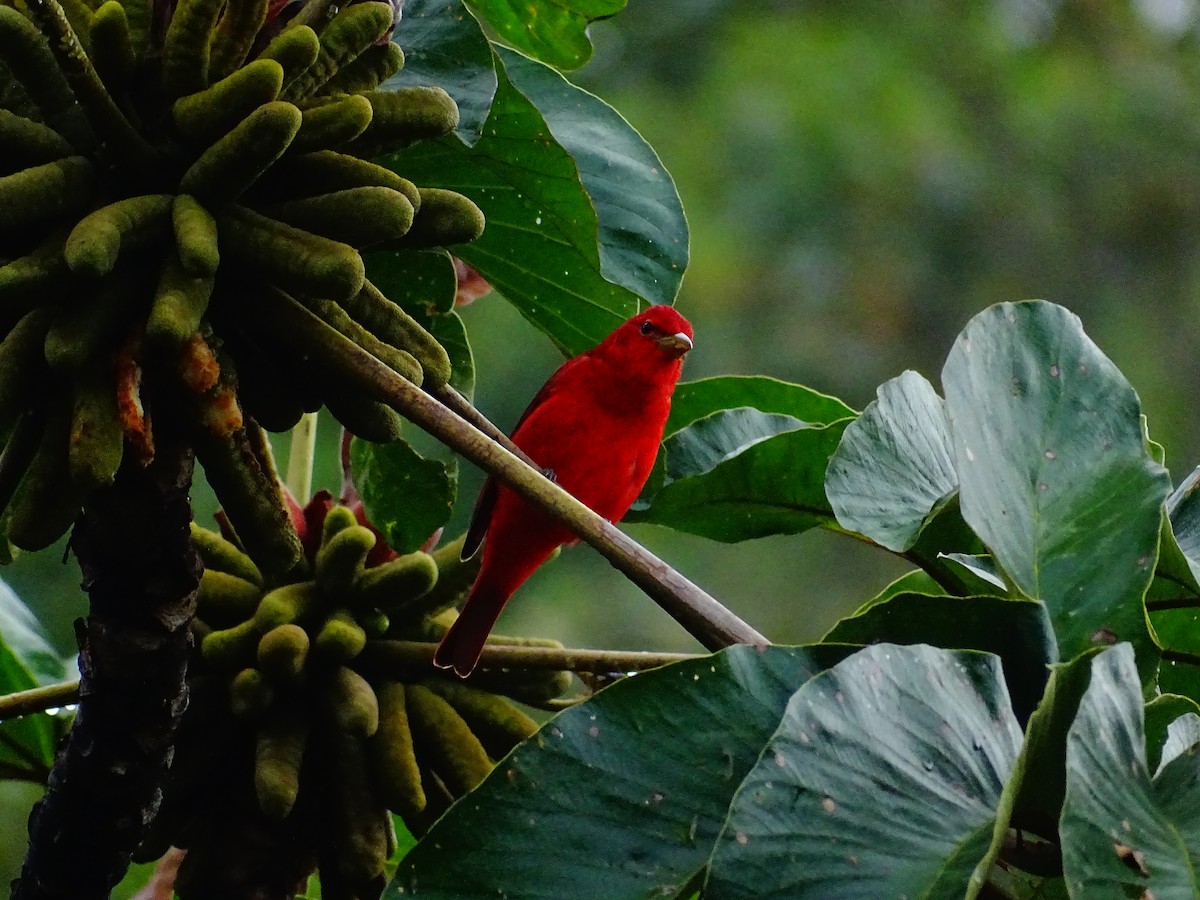 Summer Tanager - ML644479236