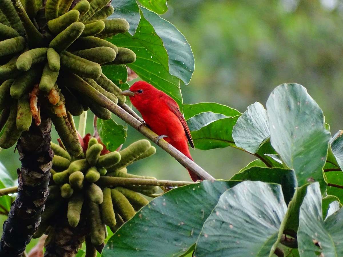 Summer Tanager - ML644479237