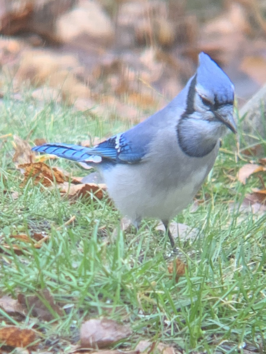 Blue Jay - ML644479238