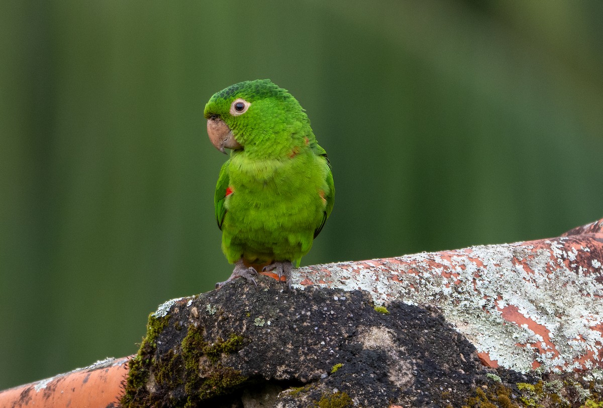 White-eyed Parakeet - ML644479239