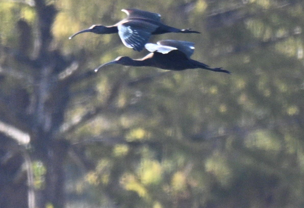 Glossy/White-faced Ibis - ML644479242