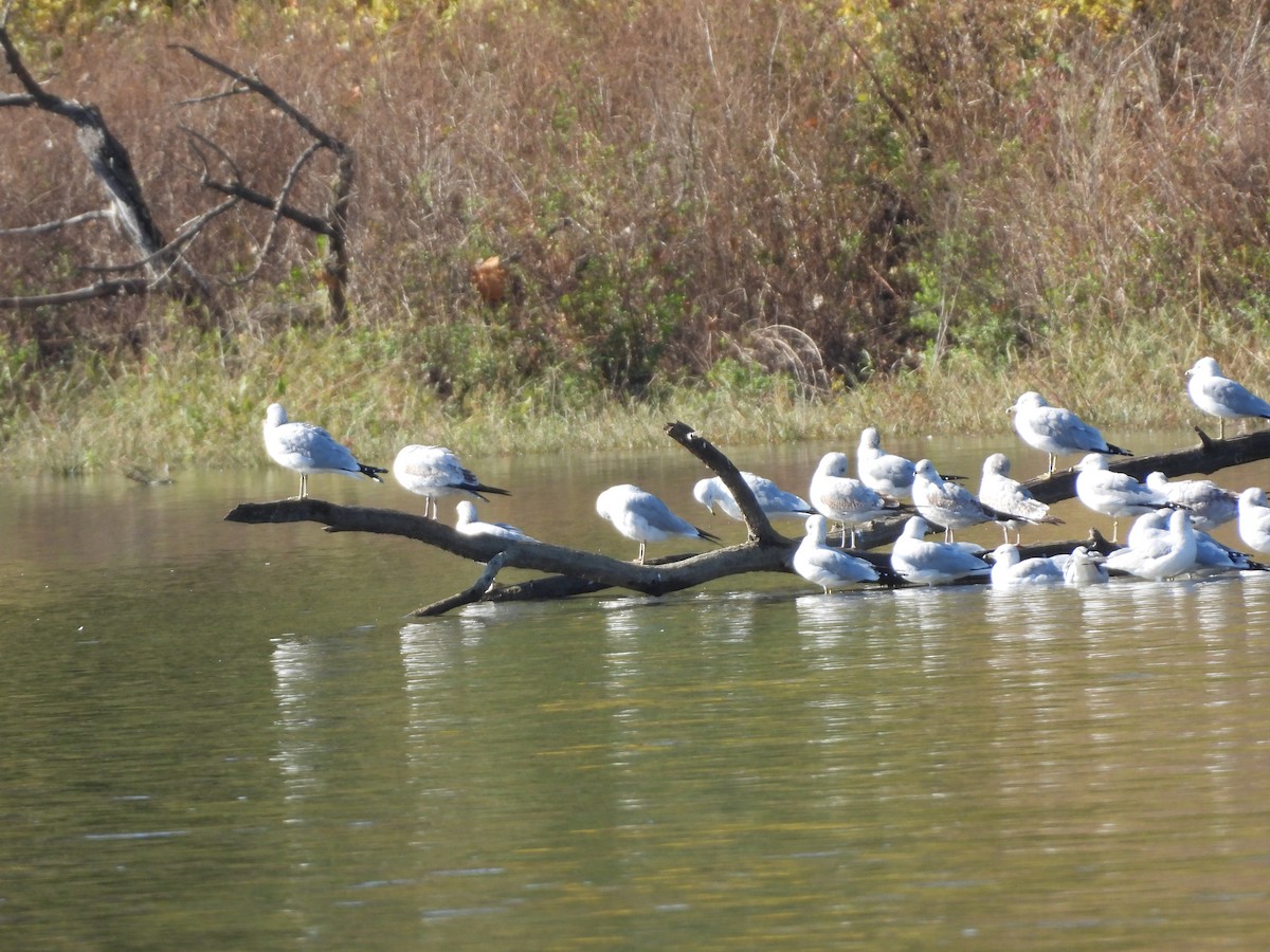 Ring-billed Gull - ML644479244