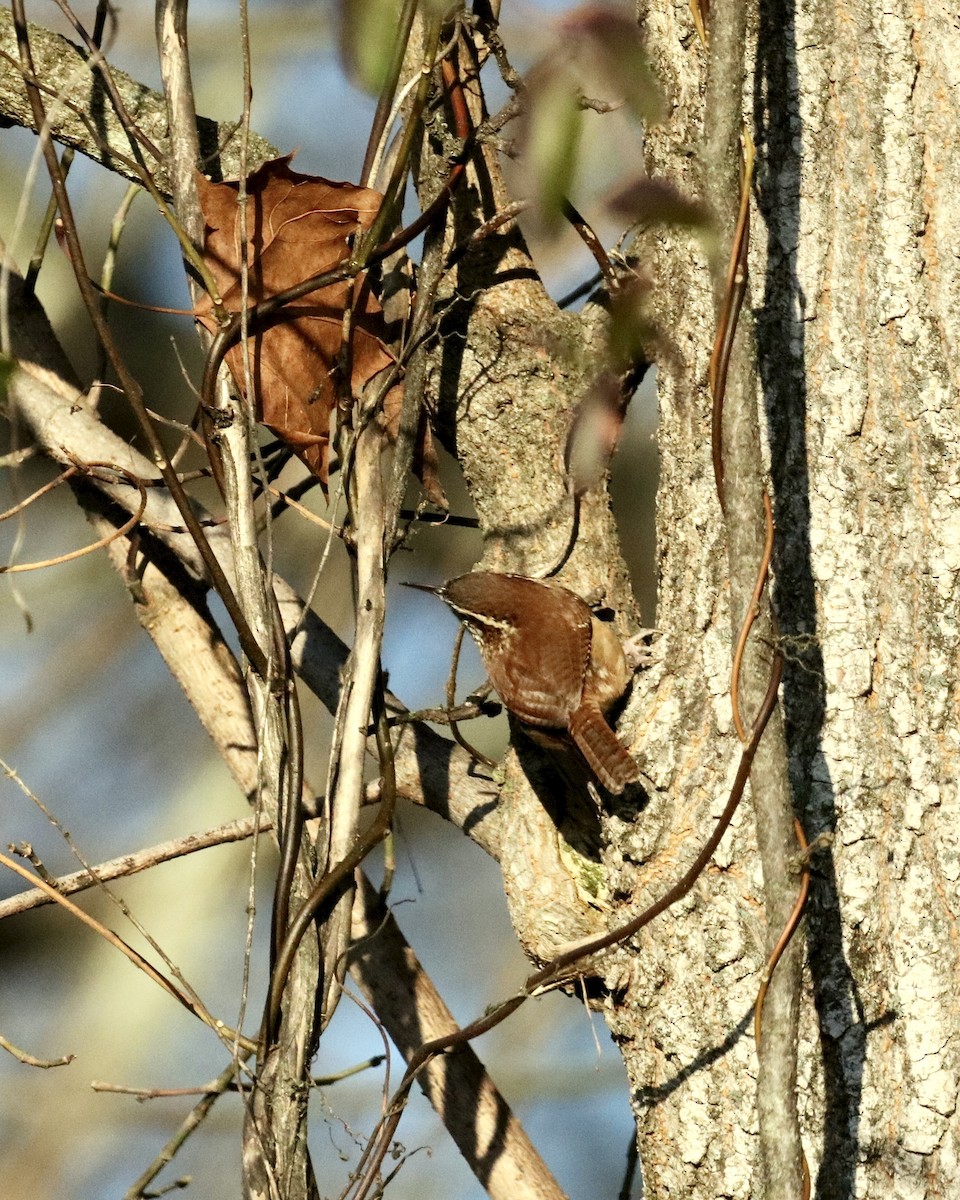 Carolina Wren - ML644479246