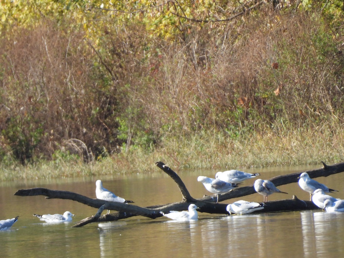 Ring-billed Gull - ML644479247