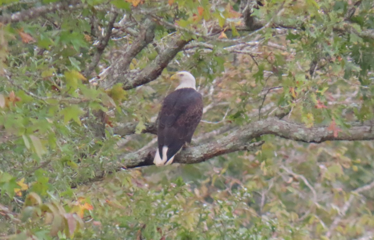 Bald Eagle - ML644479248