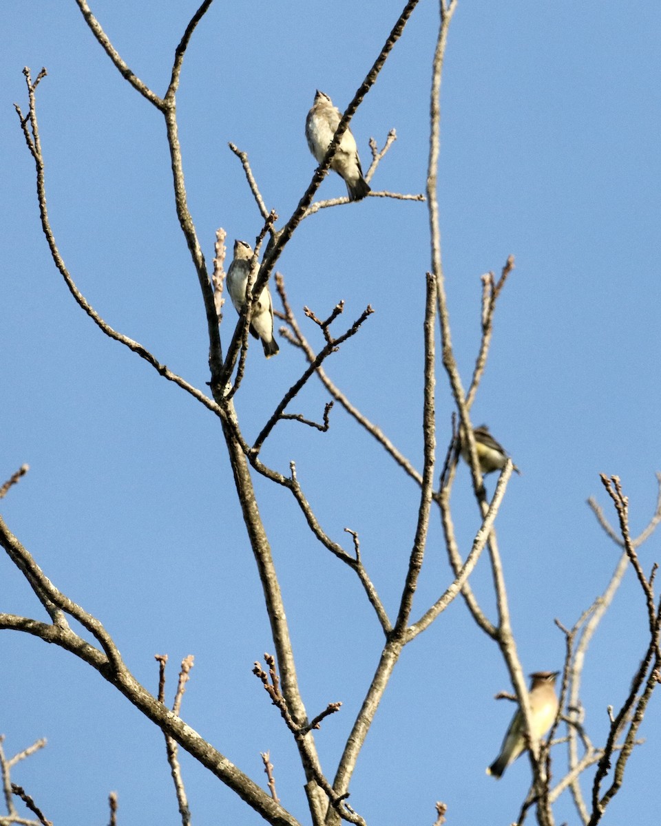 Cedar Waxwing - ML644479251