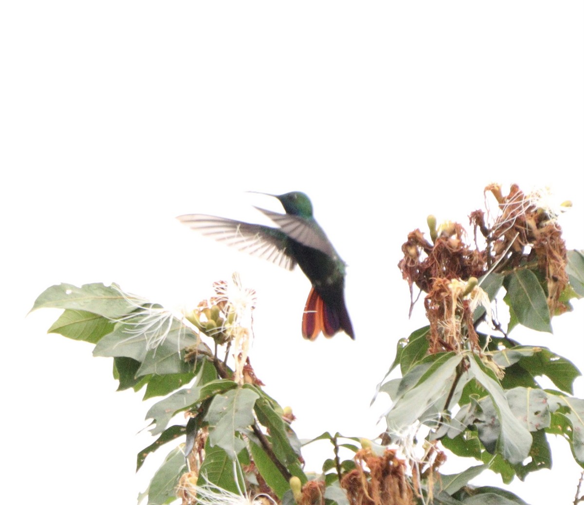Black-throated Mango - ML644479253