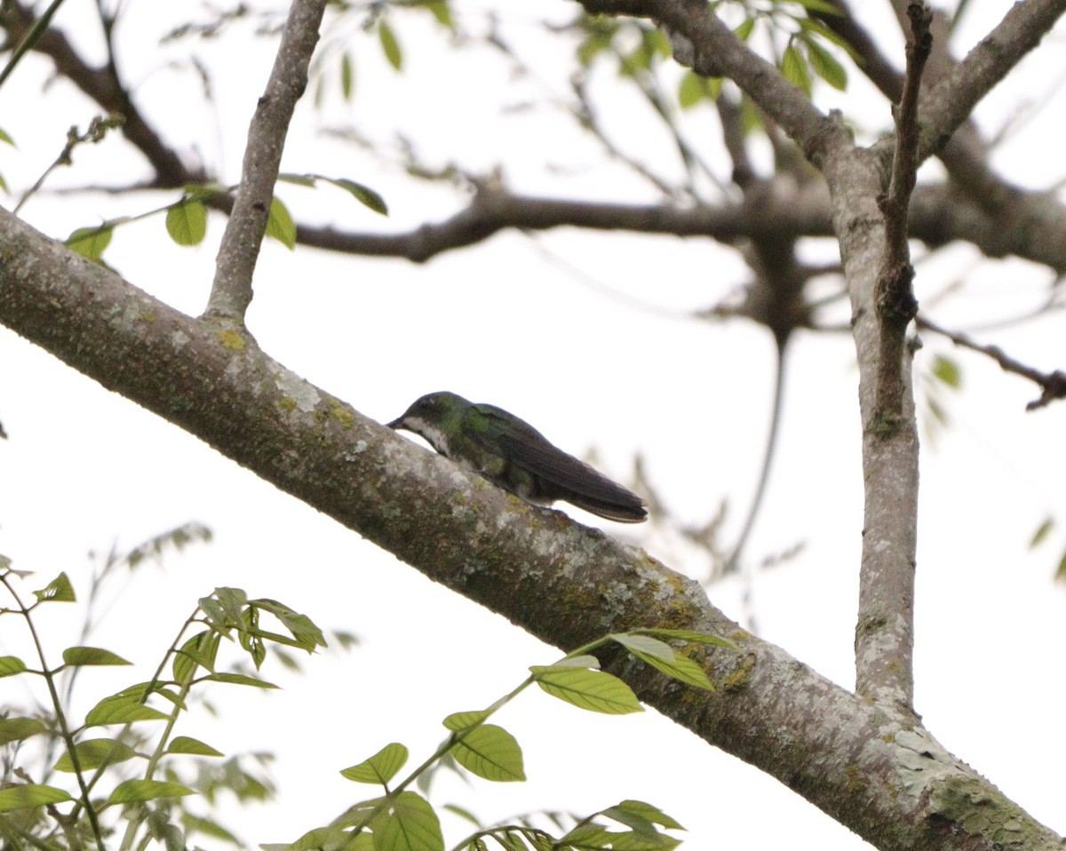 Black-throated Mango - ML644479254