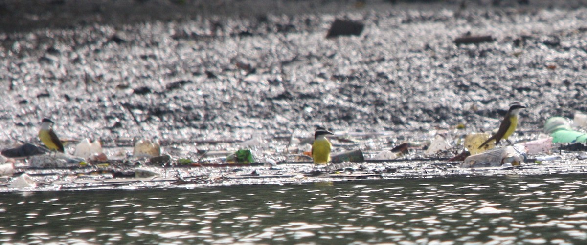 Great Kiskadee - ML644479255