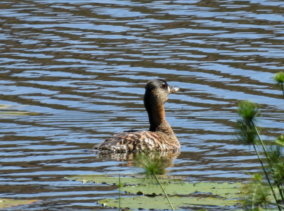 Pato Dorsiblanco - ML644479280
