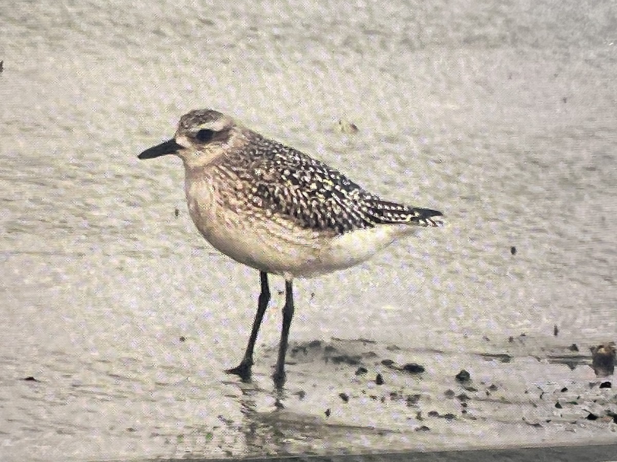 Black-bellied Plover - ML644479284