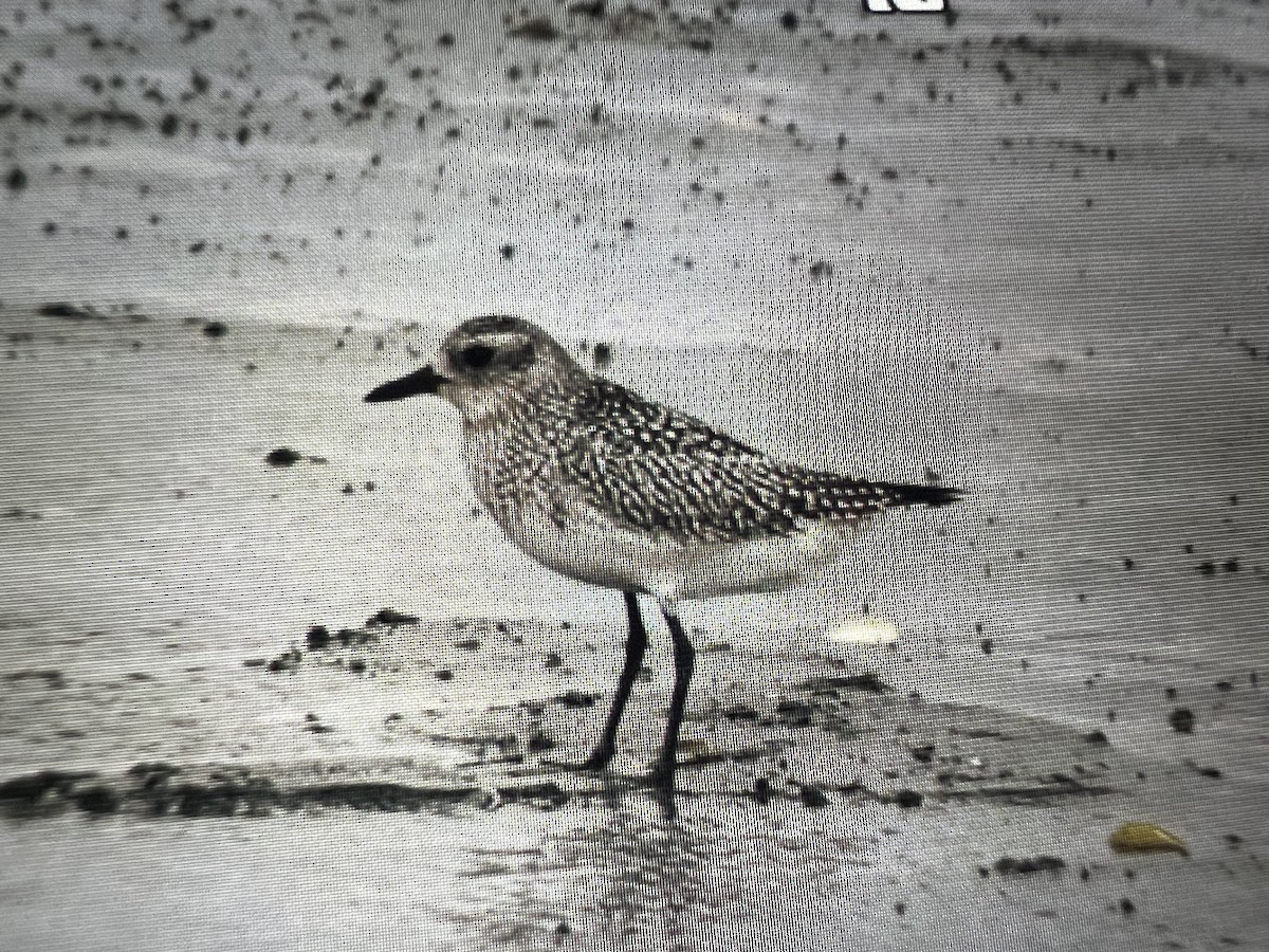 Black-bellied Plover - ML644479285