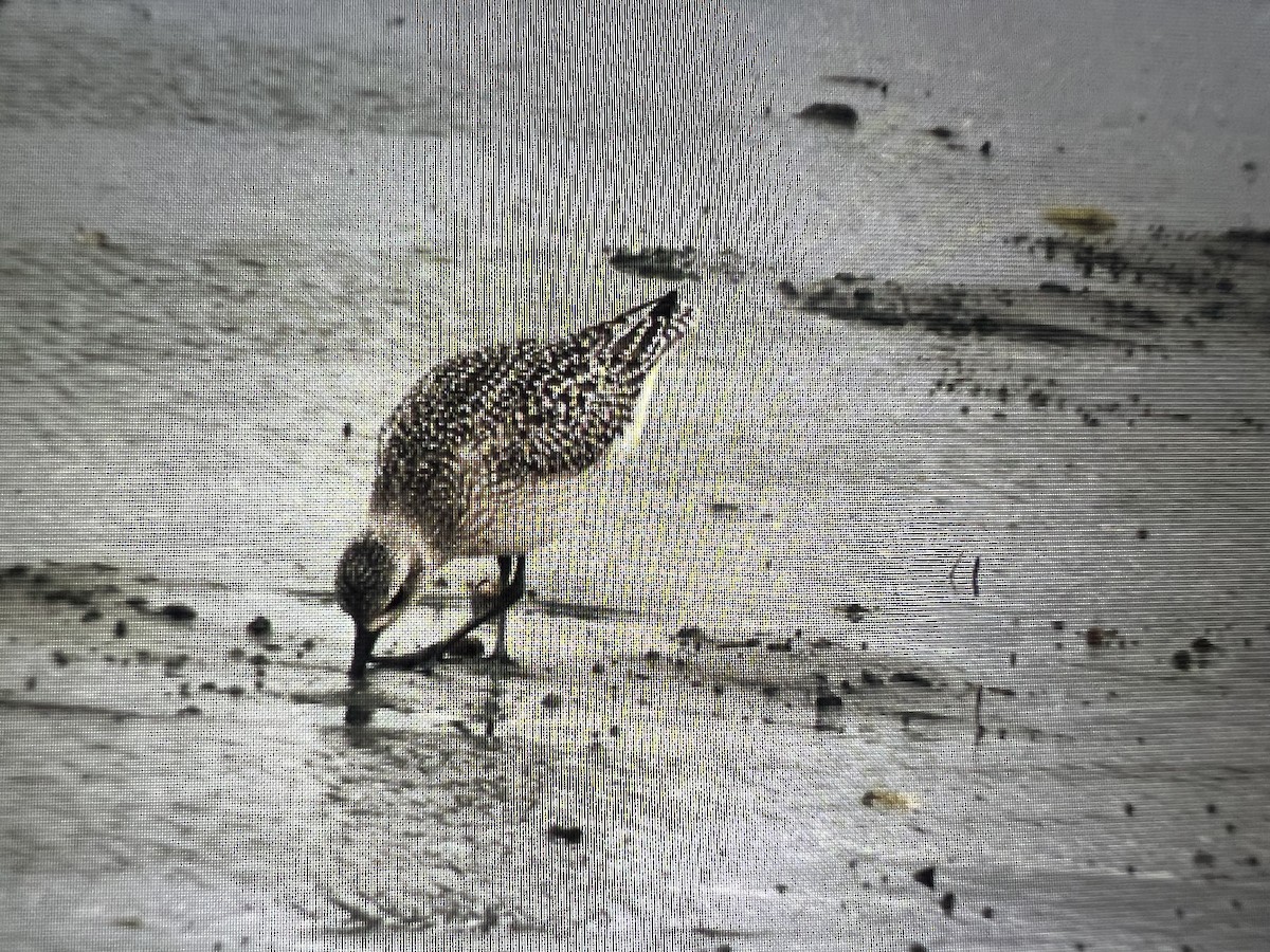 Black-bellied Plover - ML644479286