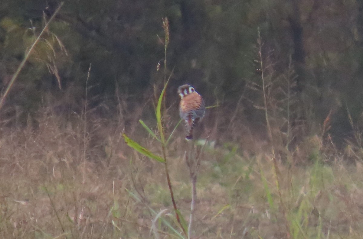 American Kestrel - ML644479287