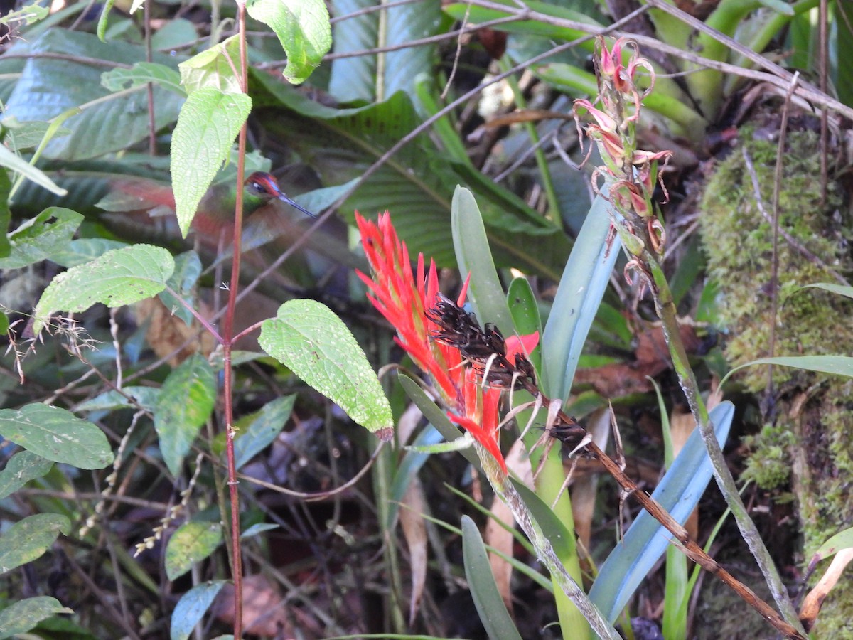 Rainbow Starfrontlet - ML644479294