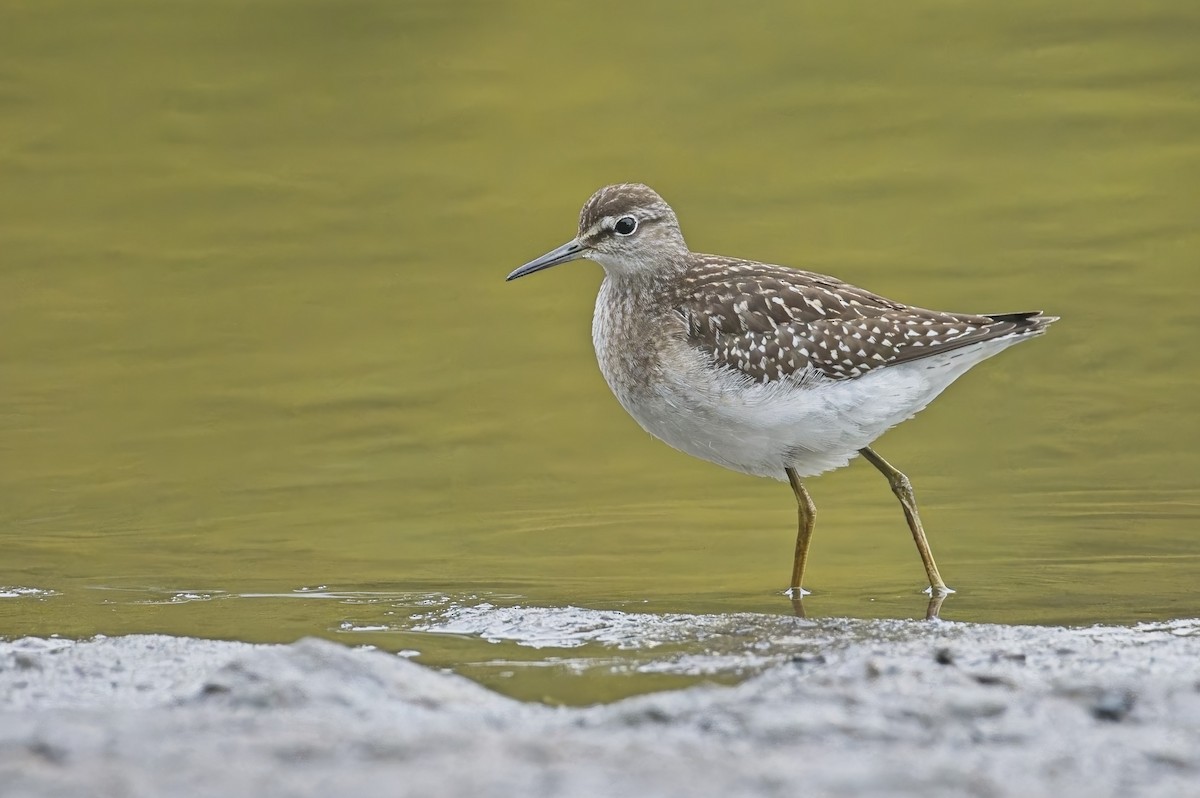 Wood Sandpiper - ML644479303