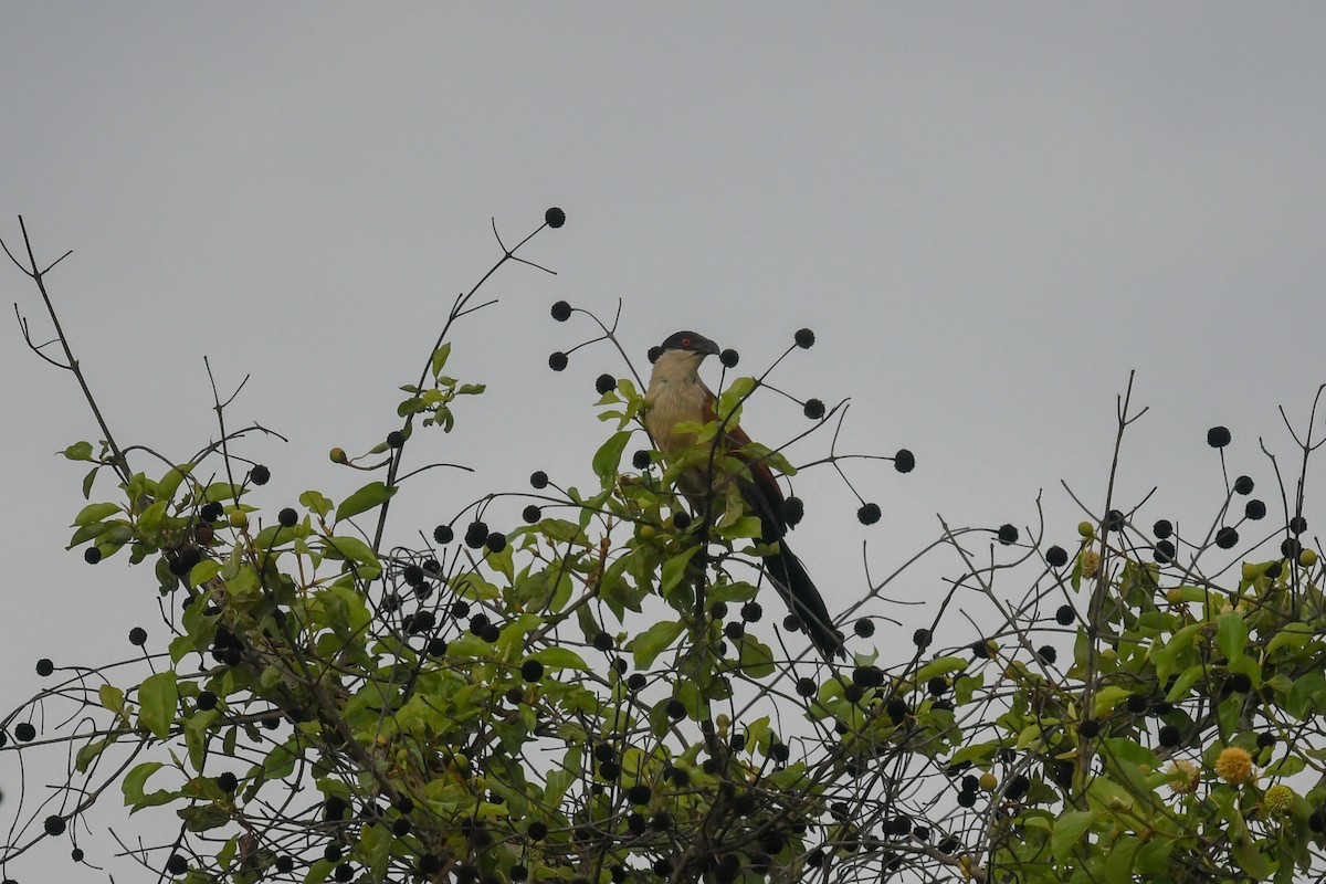 セネガルバンケン - ML644479304