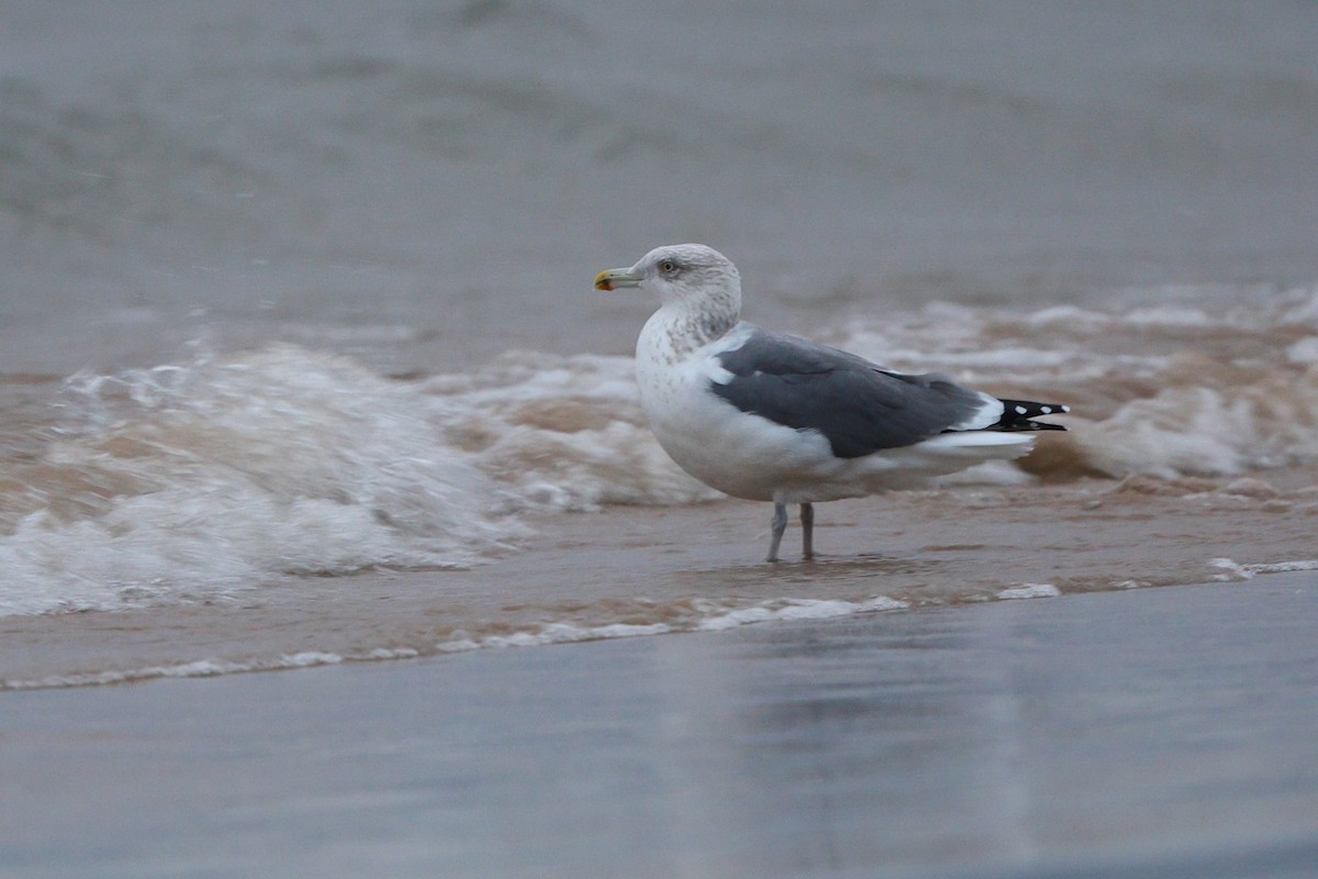 American Herring x Great Black-backed Gull (hybrid) - ML644479309