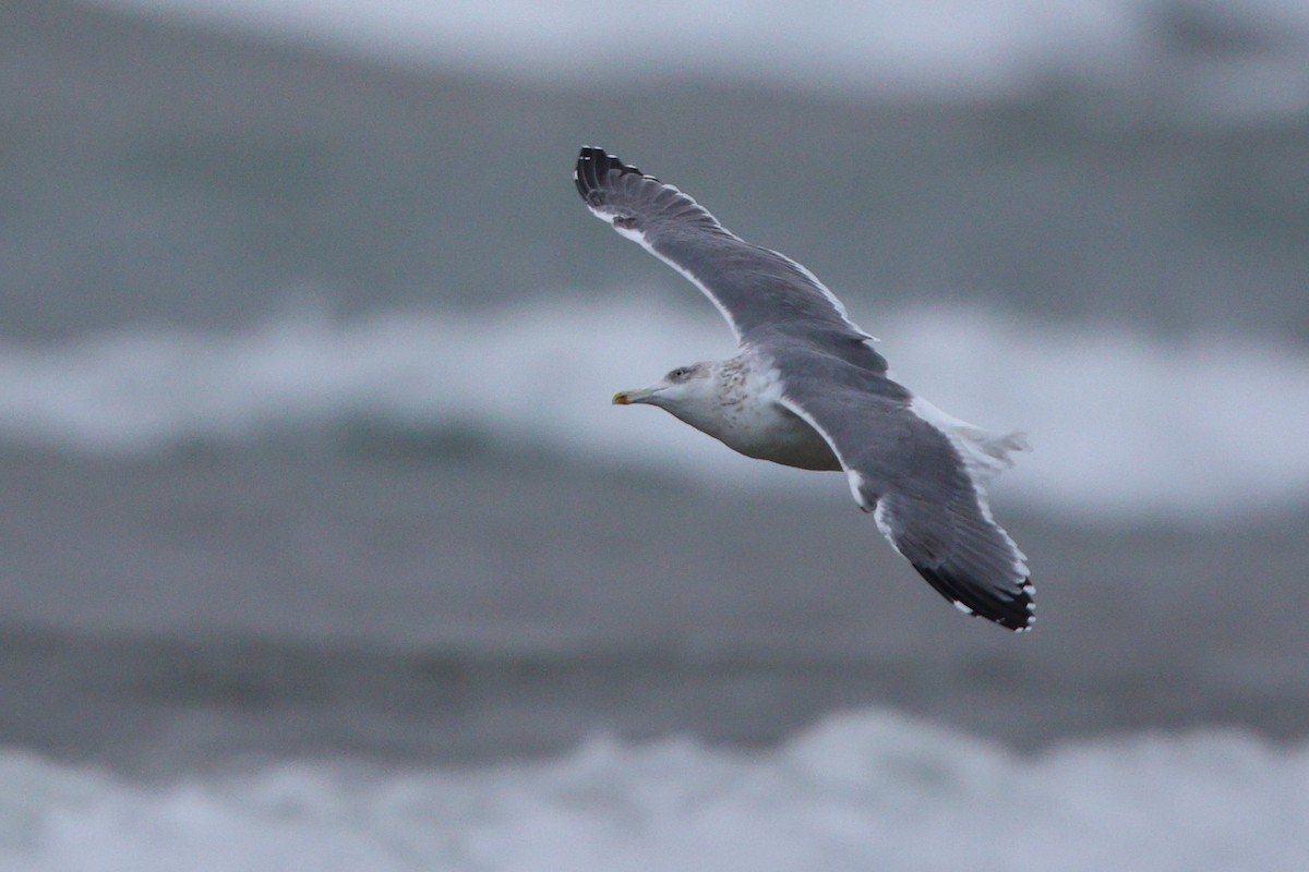 American Herring x Great Black-backed Gull (hybrid) - ML644479310