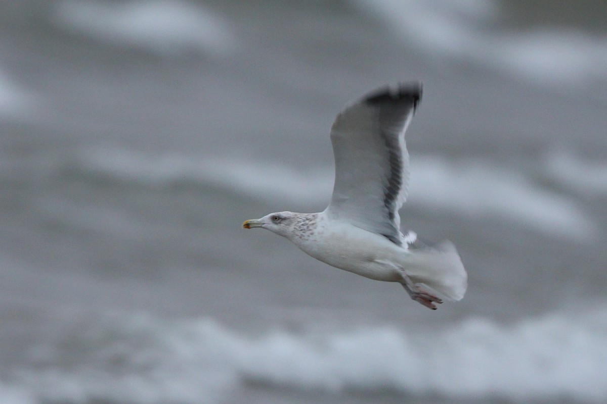 American Herring x Great Black-backed Gull (hybrid) - ML644479311