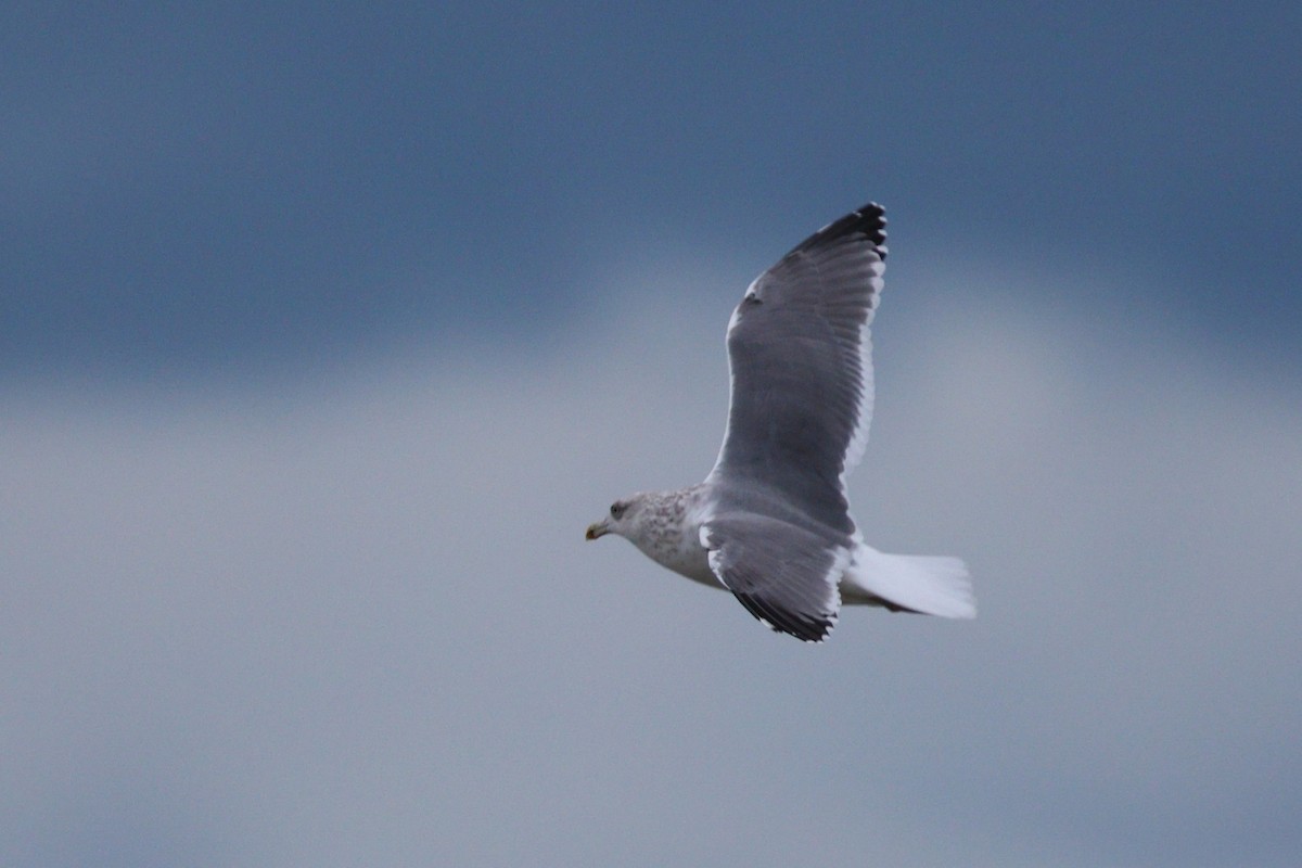 American Herring x Great Black-backed Gull (hybrid) - ML644479312