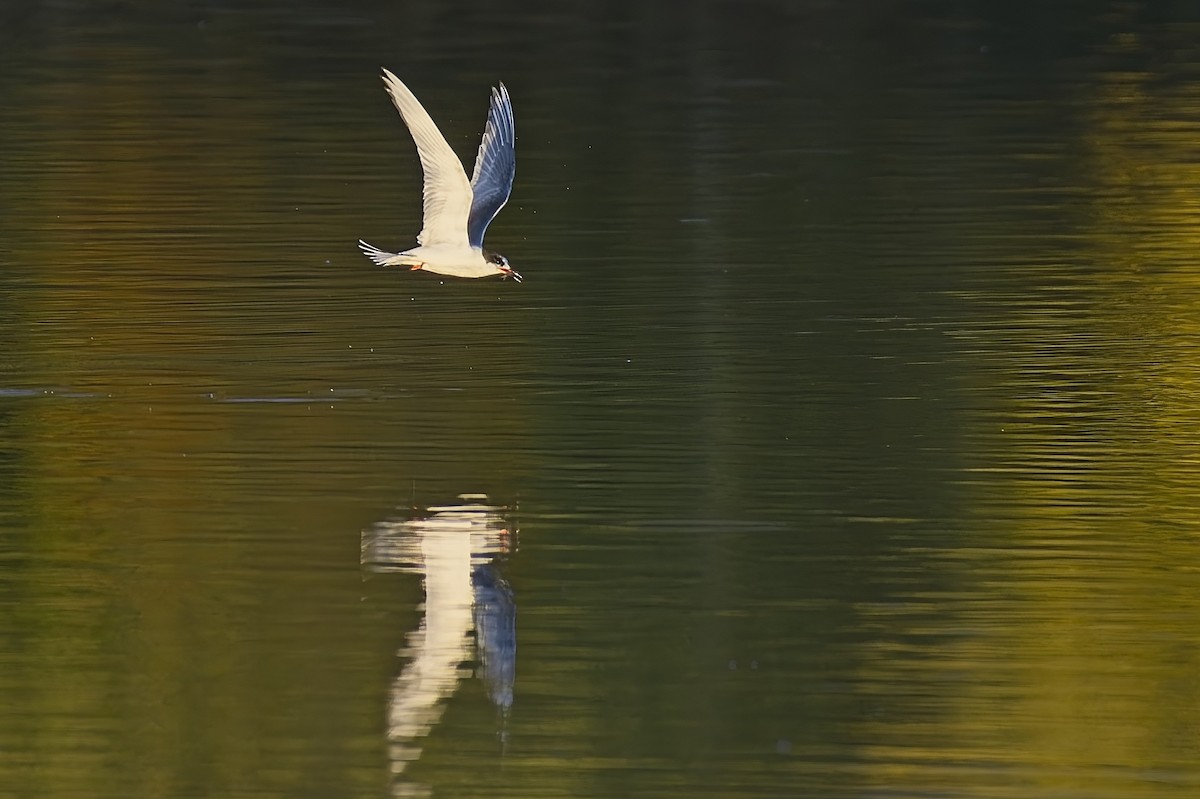 Arctic Tern - ML644479324