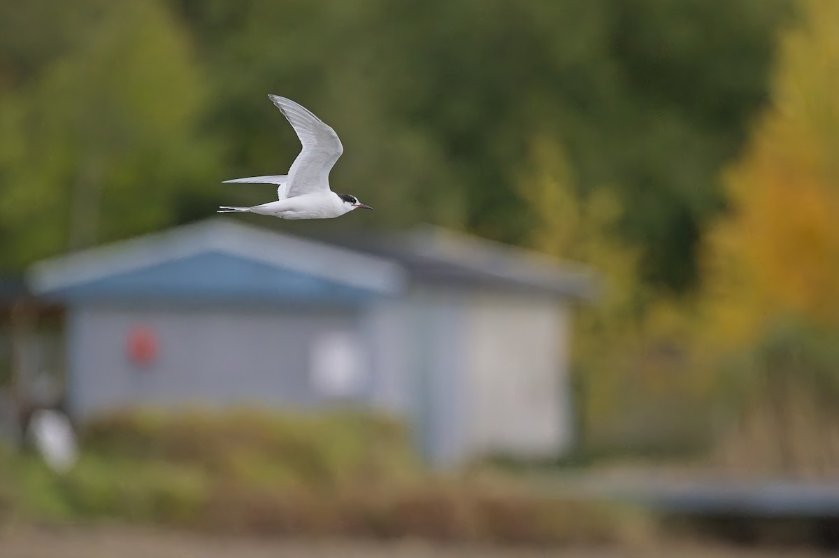 Arctic Tern - ML644479325