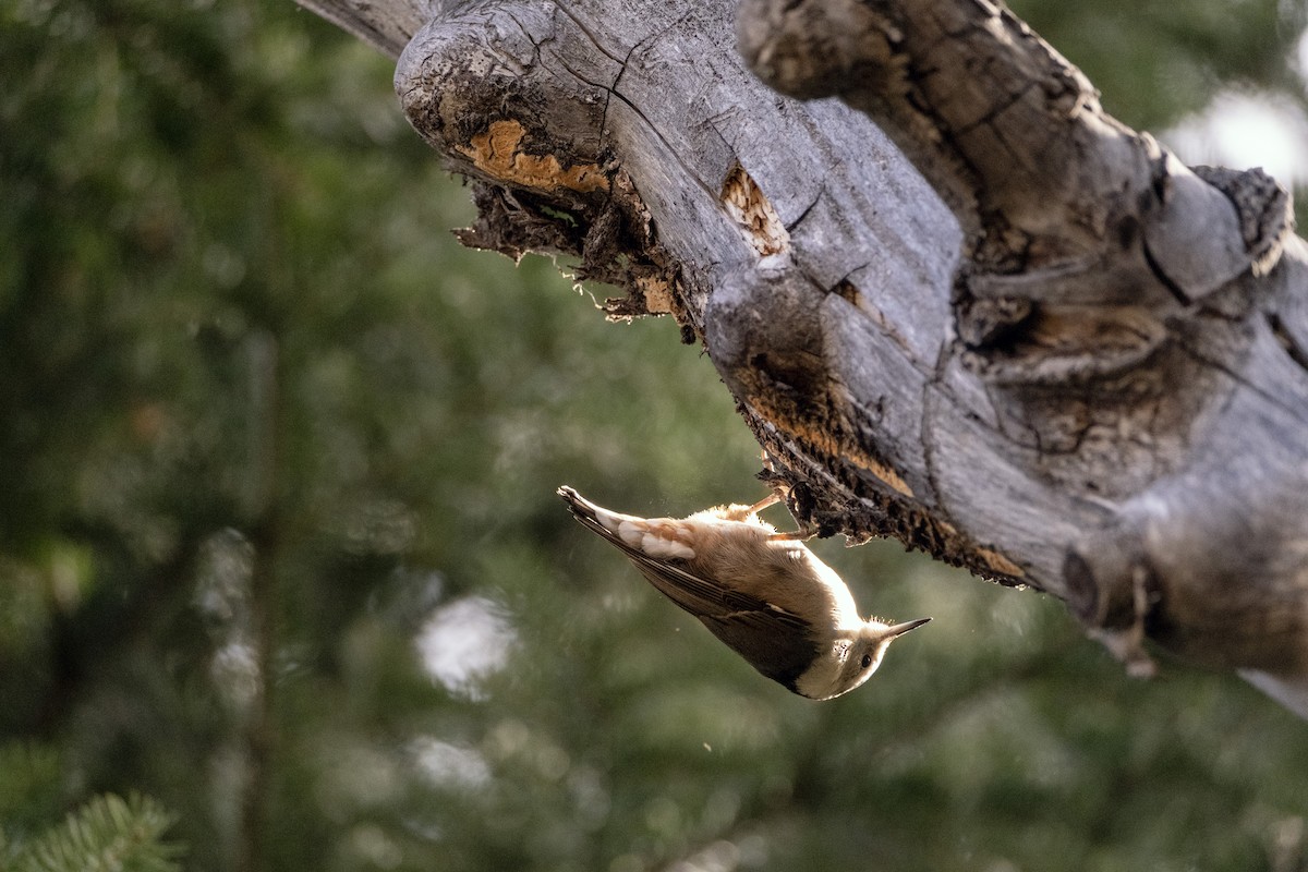 White-breasted Nuthatch - ML644479334