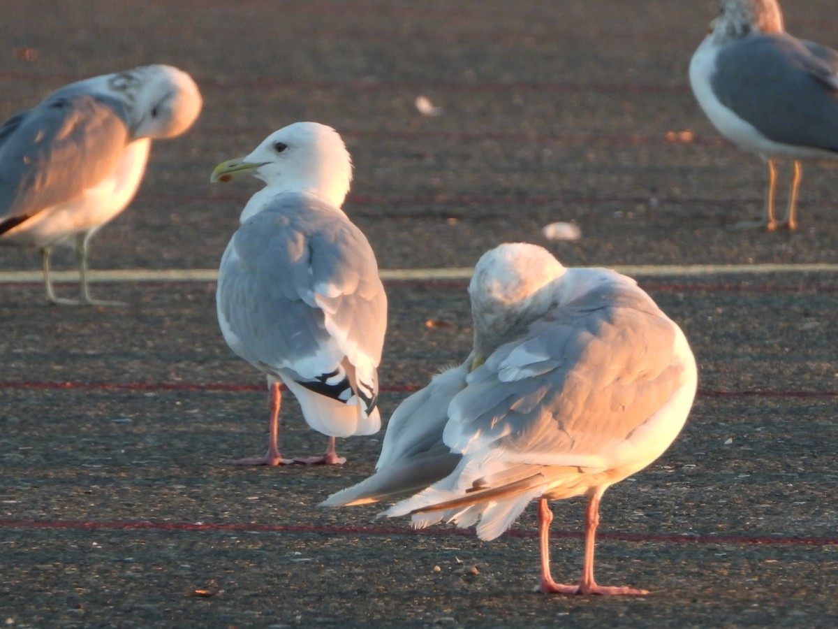 アイスランドカモメ - ML644479335