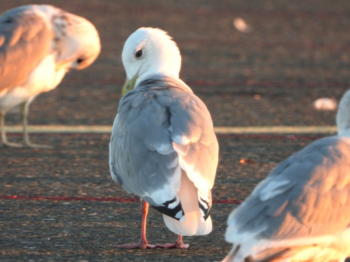 アイスランドカモメ - ML644479336