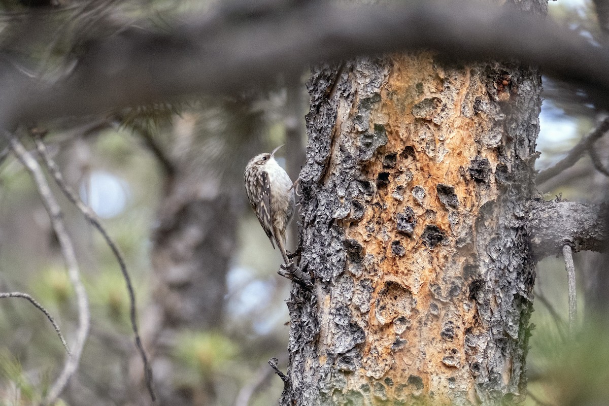 Brown Creeper - ML644479337