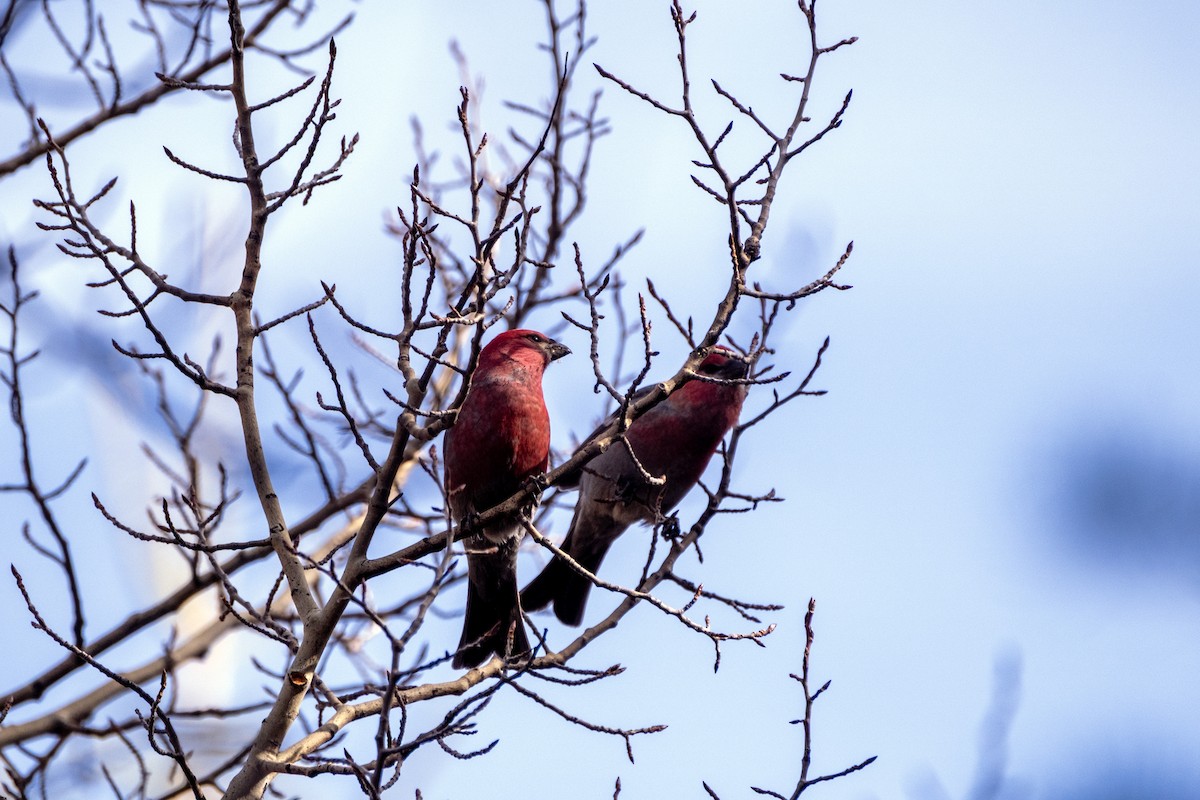 Нарсны шүршүү - ML644479349