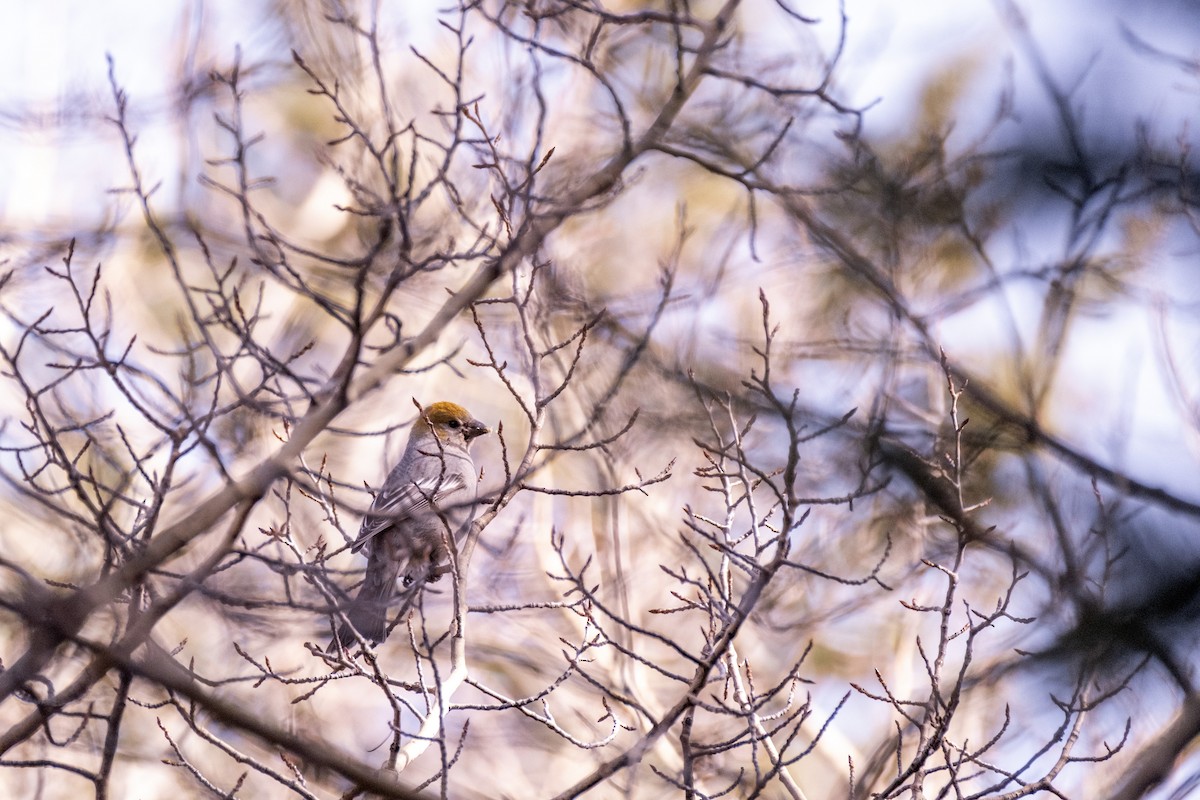 Нарсны шүршүү - ML644479354