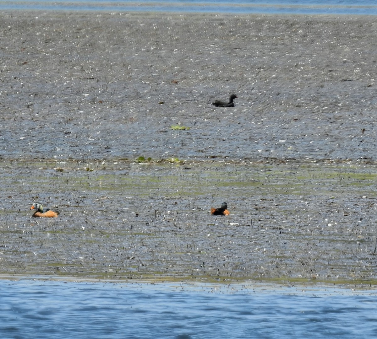 African Pygmy-Goose - ML644479356