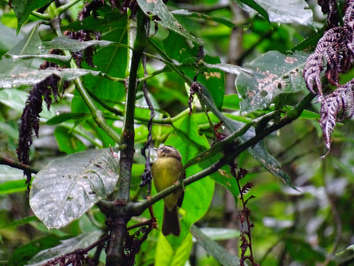 Three-striped Warbler - ML644479367