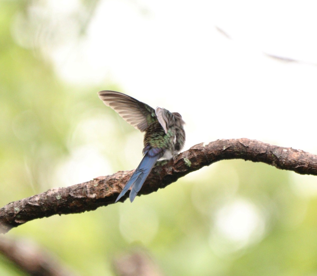 ツバメハチドリ - ML644479373