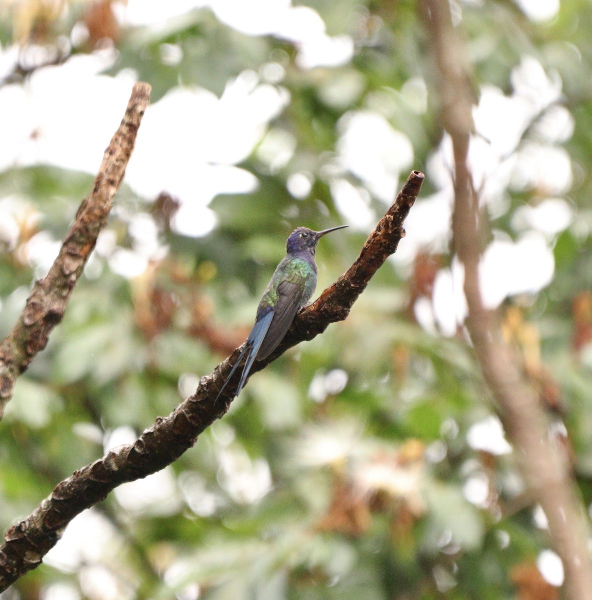 ツバメハチドリ - ML644479374