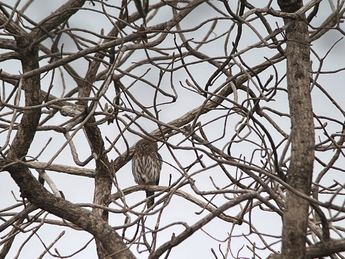 Pearl-spotted Owlet - ML644479377