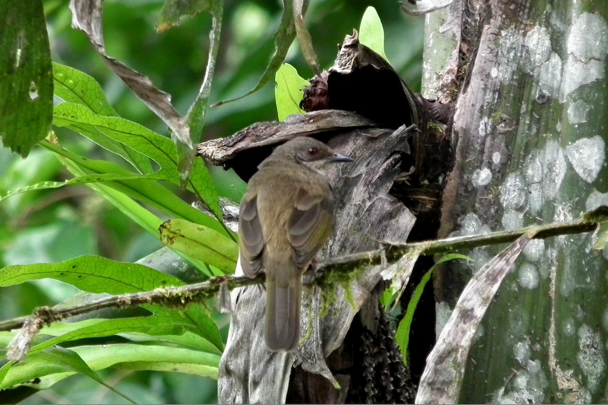Olive-winged Bulbul - ML644479382