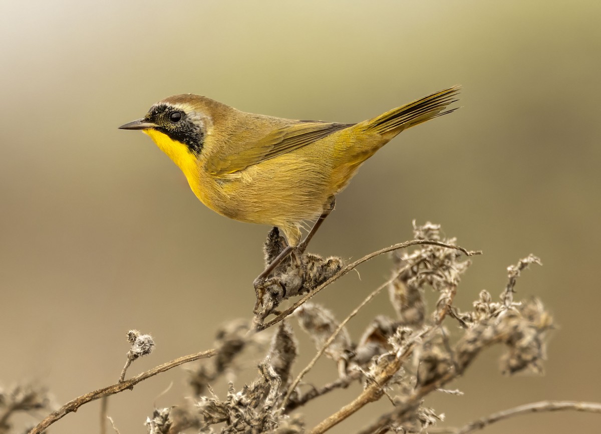Common Yellowthroat - ML644479385