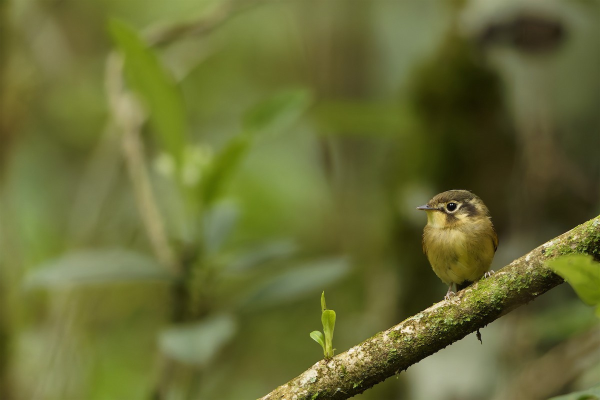 White-throated Spadebill - ML644479401
