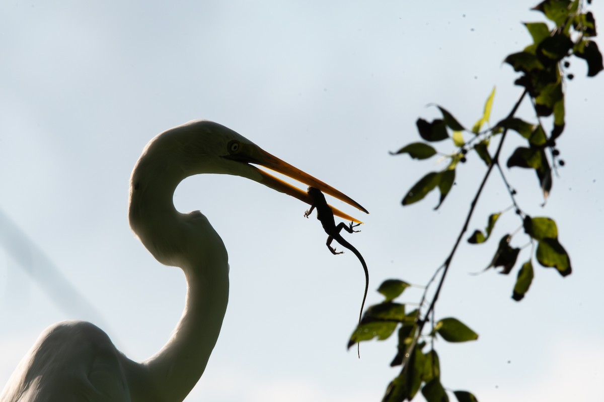 Great Egret - ML644479414
