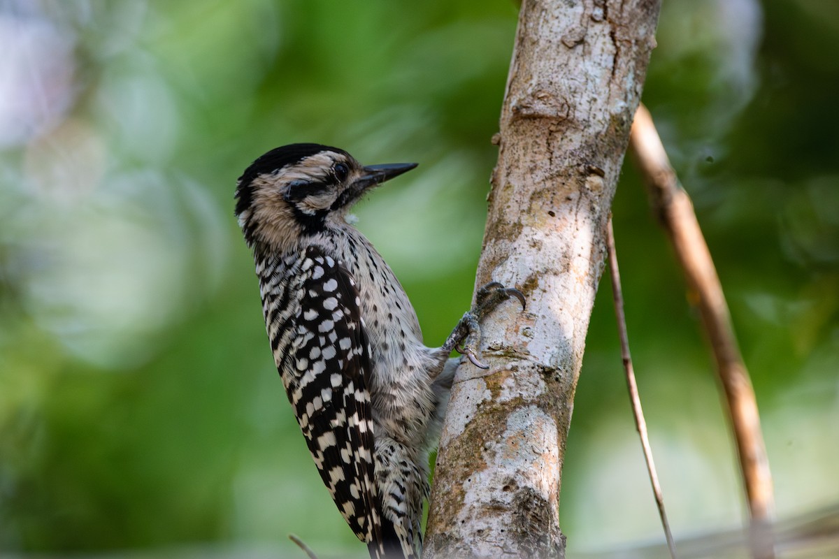Ladder-backed Woodpecker - ML644479417