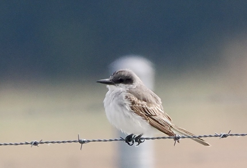Gray Kingbird - ML644479429