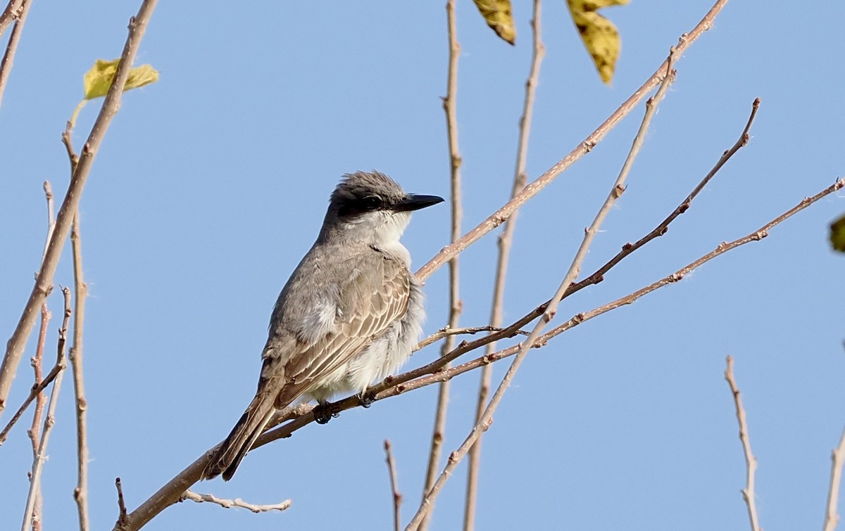 Gray Kingbird - ML644479430