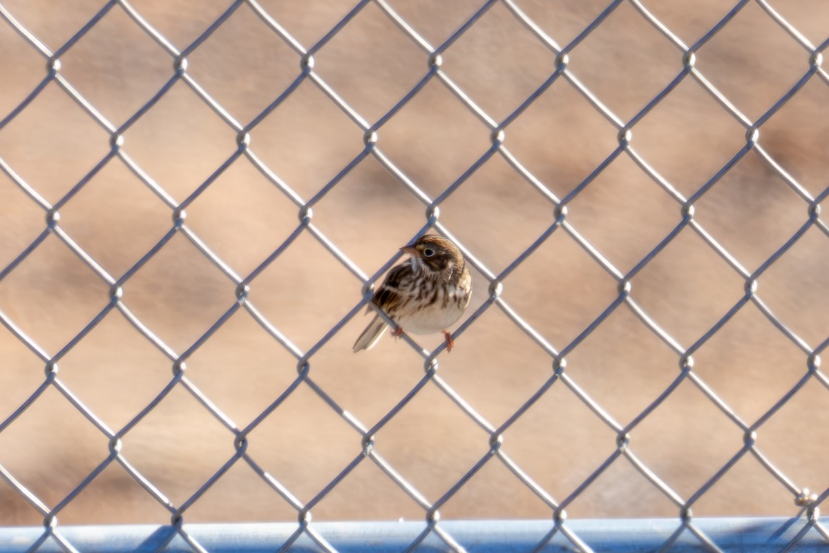 Vesper Sparrow - ML644479431